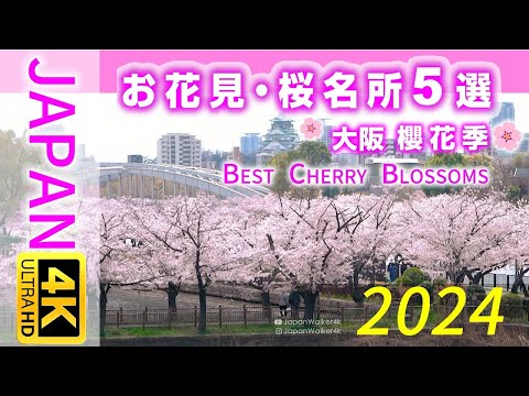 【4K JAPAN】🌸Osaka Cherry Blossoms🌸5 Best Places to Visit in 2024🌸