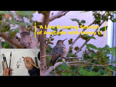 Post-Fledging Hamming Bird Cam: A Live Drawing Session with Henry Li