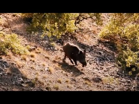 WILD BOAR HUNT- YAKIN VE UZAK MESAFE DOMUZ VURUŞLARI