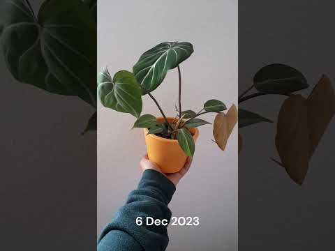 Philodendron gloriosum after 1 month #houseplants #philodendron #philodendrongloriosum