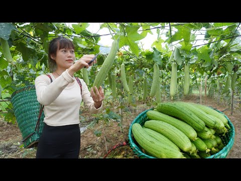 Full video: Harvest luffa farm, lychees, snails, pineapple, Watermelon Go To The Market Sell