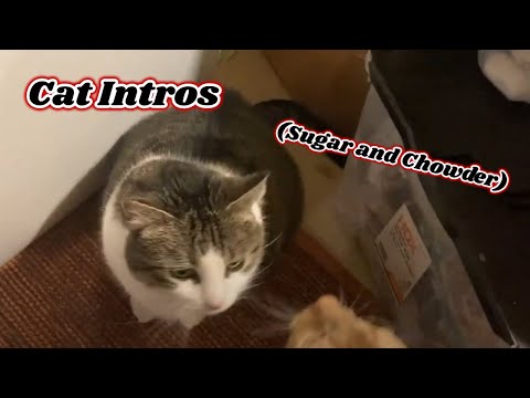 Cat Intros (Sugar and Chowder)