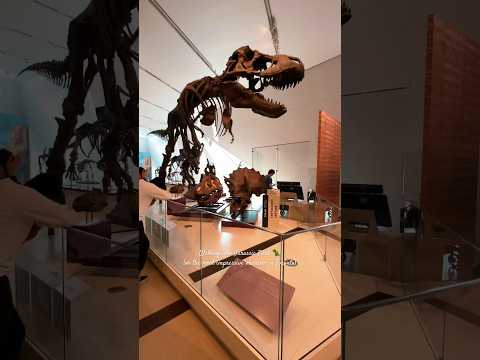 ROYAL ONTARIO MUSEUM: A Must-Visit Place in Toronto! #canadatravel