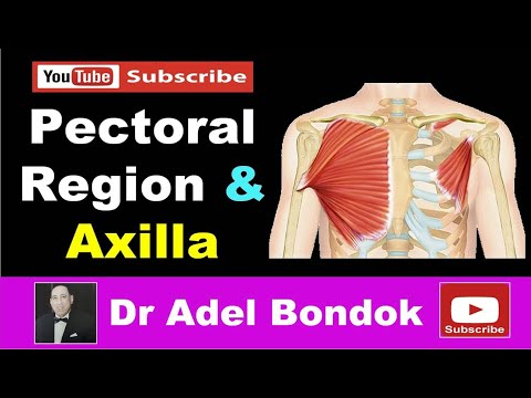 Organization of the Upper Limb, Axilla and Pectoral Region, Dr Adel Bondok