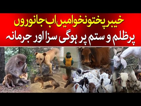 KP Government Passed The Animal Welfare Rights 2024 Act | TaarMedia | @TaarMedia