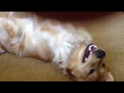 Golden Retriever Puppy - So Dramatic!