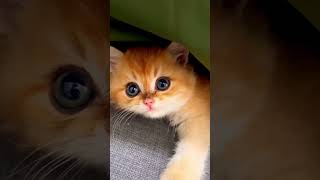 British shorthair kitten’s big eyes look like boba. #britishshorthair #catvideos #cutecat #cutekitty