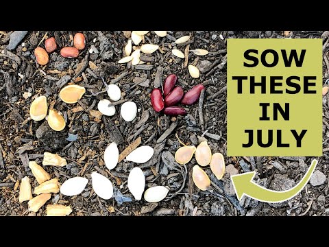 8 Seeds You Must Grow in July