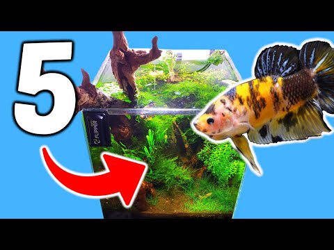 5 Aquarium Things Your Betta Tank NEEDS!