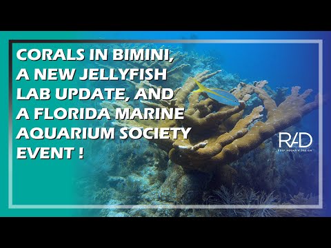 CORALS IN BIMINI, NEW JELLYFISH LAB UPDATE, FL MARINE AQUARIUM SOCIETY EVENT | REEF AQUARIA DESIGN