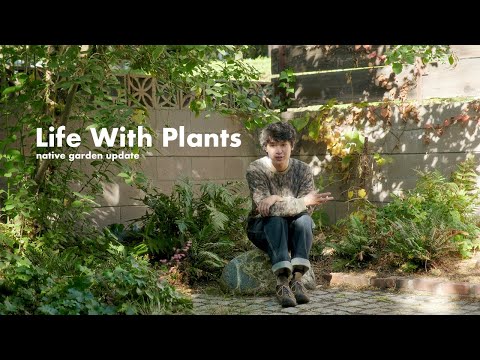 Native Garden After 1 Year | favorite houseplants, my aquarium, and sourcing tips