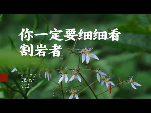 《边城》里的虎耳草开花了