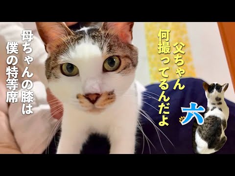 [子供のような猫] 我が家の愛猫は、猫と言うより子供そのもの。甘え方や愛猫が「お母さん」と私を呼ぶ時など。そんな六の日常です | [生まれ変わりの猫] 六 (Roku)