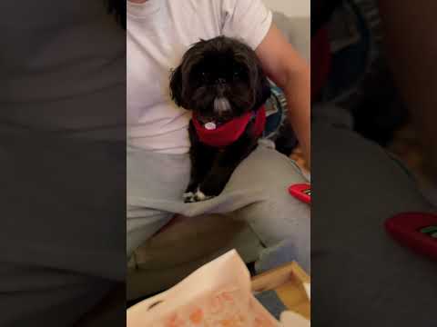 Gucci loves Popeyes chicken, too! #cuteshihtzus