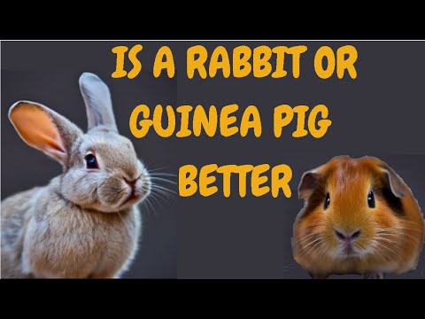 Is A Rabbit Or Guinea Pig Better