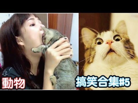 🤣2022最搞笑的寵物影片🐱🐶笑到噴飯#5/Funny Animals Video/貓/狗/cat/dog/pet/