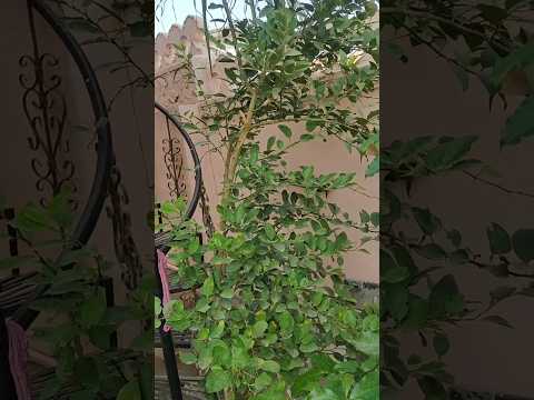 सर्दी में नींबू की देखभाल |  lemon plant winter care | #winterspecial #viralshort #lemonplantcare