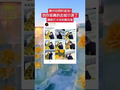 12月27日，黑龍江哈爾濱。劉亦菲真的去哈爾濱了，曬照打卡冰封黃玫瑰。哈爾濱文旅連發動態  歡迎姐姐，想帶姐姐去冰雪大世界。網友直呼，黃亦玫限時返場了。#哈爾濱 #劉亦菲