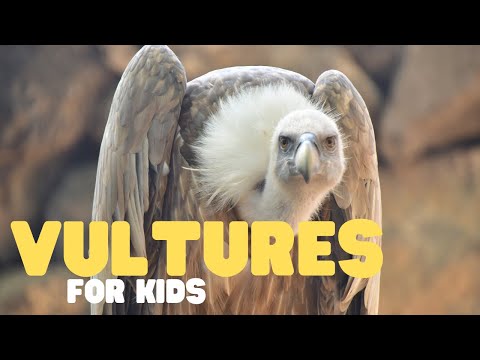 Vultures for Kids | Learn all about these scavenger birds!