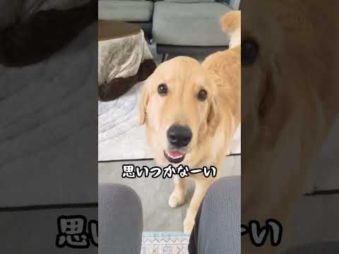 カメラを向けると困った表情に🤣#ゴールデンレトリバー仔犬 #ゴールデン子犬 #大型犬