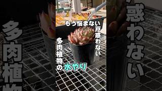 必ずぶつかる水やりの壁　#succulent #多肉植物 #エケベリア #多肉 #mokimoki #モキモキ