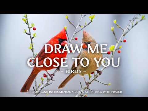 Draw Me Close To You : Instrumental Worship and Scriptures with Birds 🕊 Christian Instrumental