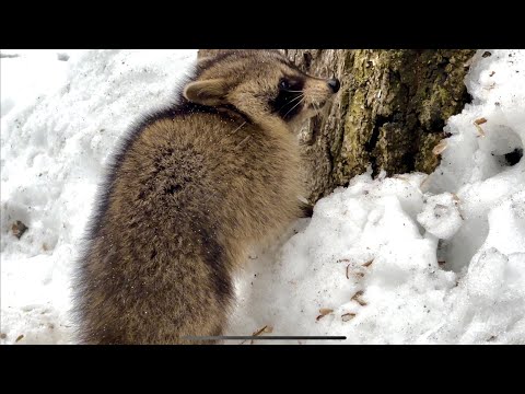 たぬきタヌキ狸