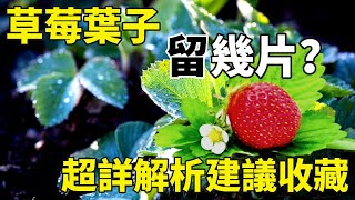 草莓留幾葉一芯最好？6分鐘全解答，一看就懂！【手藝人飛羽】