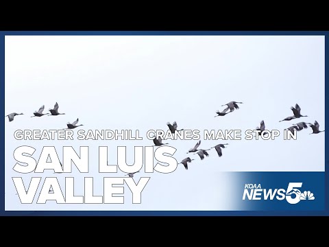 Thousands of Greater Sandhill Cranes make their usual pit stop in the San Luis Valley