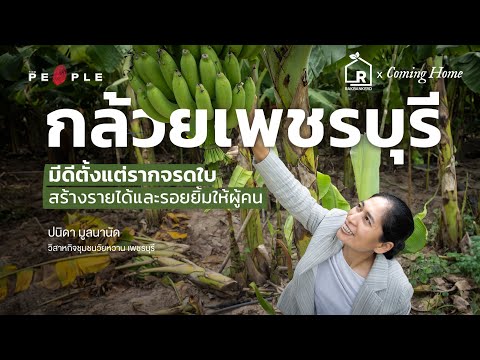 กล้วยหอมทองเพชรบุรีของดีจากรากจรดใบที่ทำให้บ้านเกิดมีรายได้เพิ่มขึ้นกันทุกคน - Coming Home