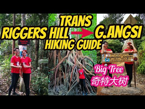 Trans Riggers Hill to Gunung Angsi Bukit Putus hiking guide