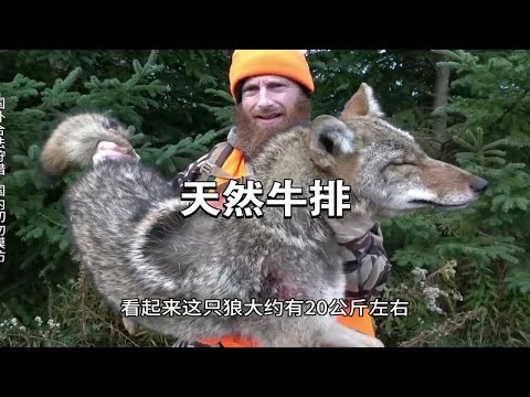 狼肉你吃过吗？国外狩猎鹿，结果来一匹狼有口福了！