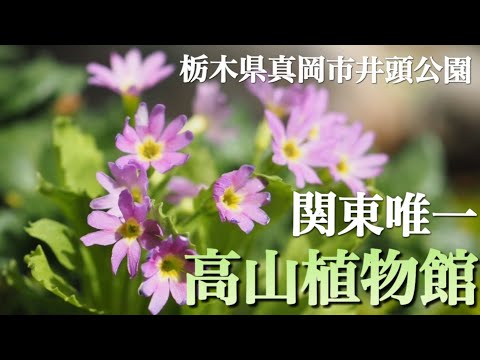 【高山植物・山野草】 関東唯一の高山植物館 井頭公園 花ちょう遊館  真冬でもたくさんの花々に出会えます