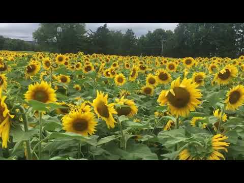 Sunflower Field