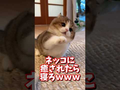 ネッコの動画で癒されたら寝ろｗｗｗ　#2ch #2chまとめ 動物スレ #2ch面白いスレ #動物 #犬 #猫 #癒やし #ねこ動画