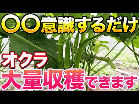 【１株で100本取れます】今の時期オクラに３つの作業をすることで大量収穫目指しましょう！