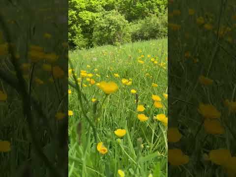 Wildflower meadow mindful moment #shorts #mindful