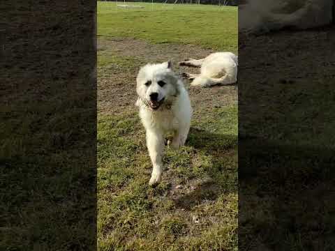 Great Pyrenees Puppie glow up #greatpyrenees