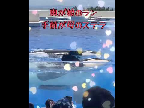 【速報】オルカショーハイライト神戸須磨シーワールド