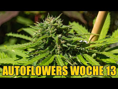 Cannabis Automatics Blüten und Samen | Woche 13