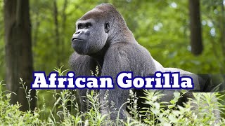 Gorilla Trekking in the Heart of Africa #African_gorilla