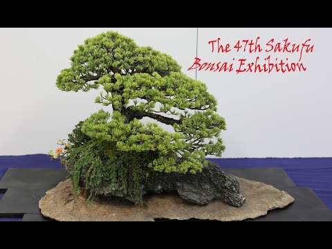 Sakufu Bonsai Exhibition - 2021 December