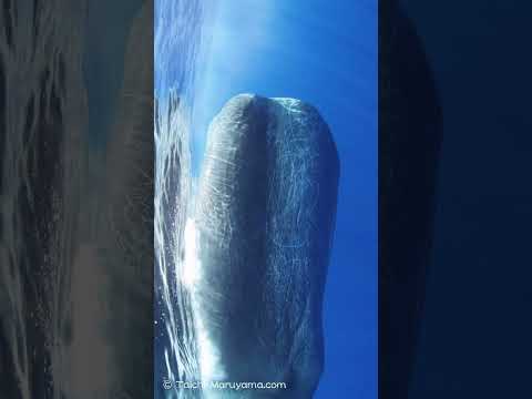 🔊超弩級オスのマッコウクジラのクリック音🐳