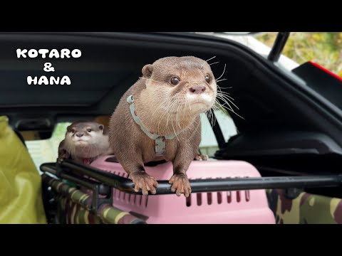 Otters Swim Carefree Down by the Spring River