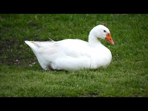 footage: gans, goose (Anserinae)