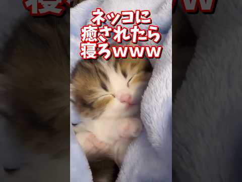 ネッコの動画で癒されたら寝ろｗｗｗ　#2ch #2chまとめ 動物スレ #2ch面白いスレ #動物 #犬 #猫 #癒やし #ねこ動画