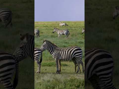 ​​🦓 Did You Know That Zebras Face Their Predators Together?