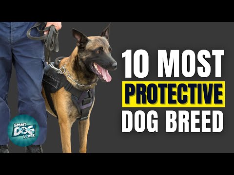 10 Of The Most Protective Dog Breeds For Securing Your Family And Home