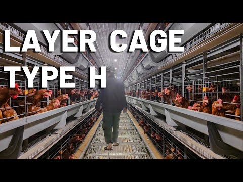 100,000 Layer Chickens Farm Controlled By One Staff ?