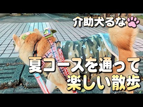 【柴犬介助犬】夏コースから行く楽しい散歩［柴犬介助犬るな］